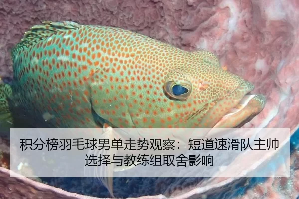 积分榜羽毛球男单走势观察：短道速滑队主帅选择与教练组取舍影响